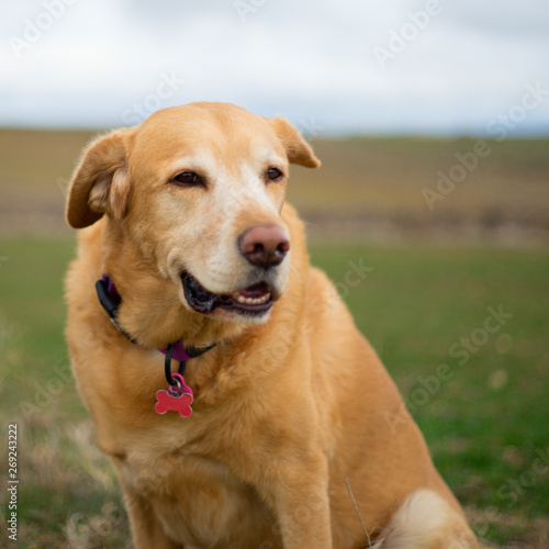 happy labrador dog with ear on wind © Gabriel