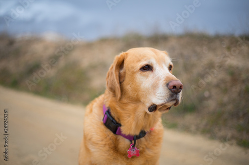 labrador dog looking for in a path