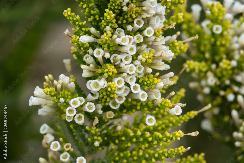 Pichi Flowers in Bloom in Springtime Pichi Flowers in Bloom in Springtime
