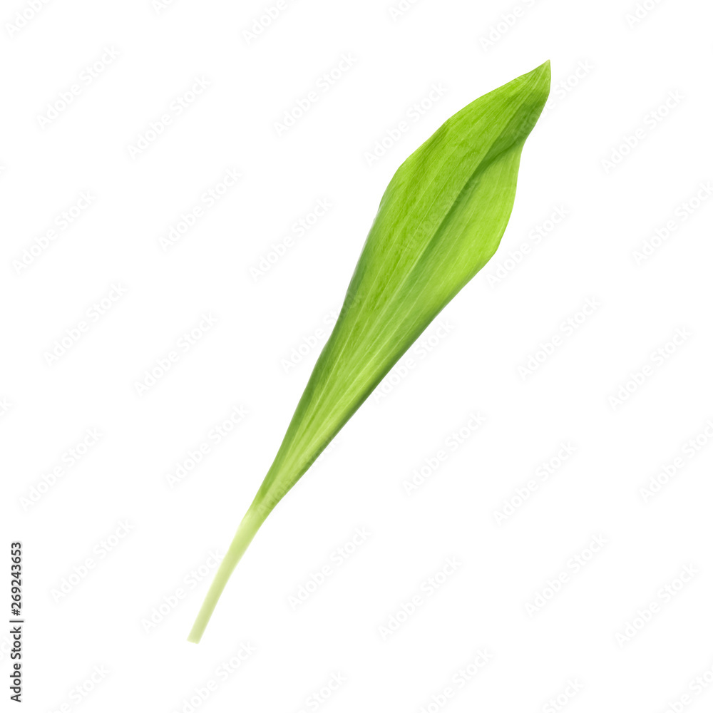 Leaf of wild garlic or ramson isolated on white Leaf of wild garlic or ramson isolated on white