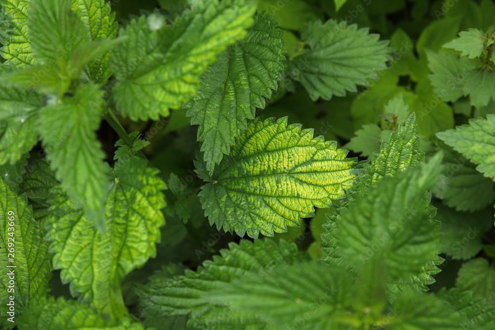 Urtica dioica, common nettle in springtime, alternative medicine, healthy herb Urtica dioica, common nettle in springtime, alternative medicine, healthy herb