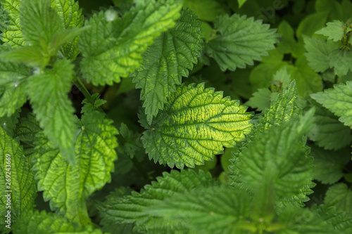 Urtica dioica, common nettle in springtime, alternative medicine, healthy herb
