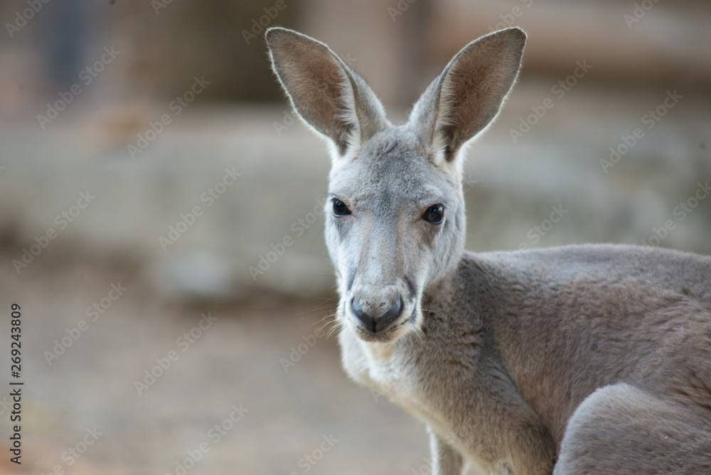 Kangaroo Kangaroo