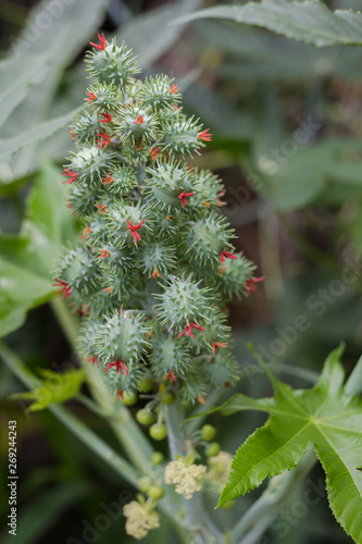 Ricinus communis  commonly known as castor oil plant. Medical seeds. Green plant