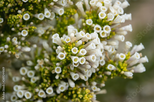 Pichi Flowers in Bloom in Springtime #269244869