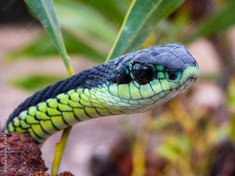 Boomslang (Dispholidus typus) Snake from Africa Stock Photo Adobe Stock