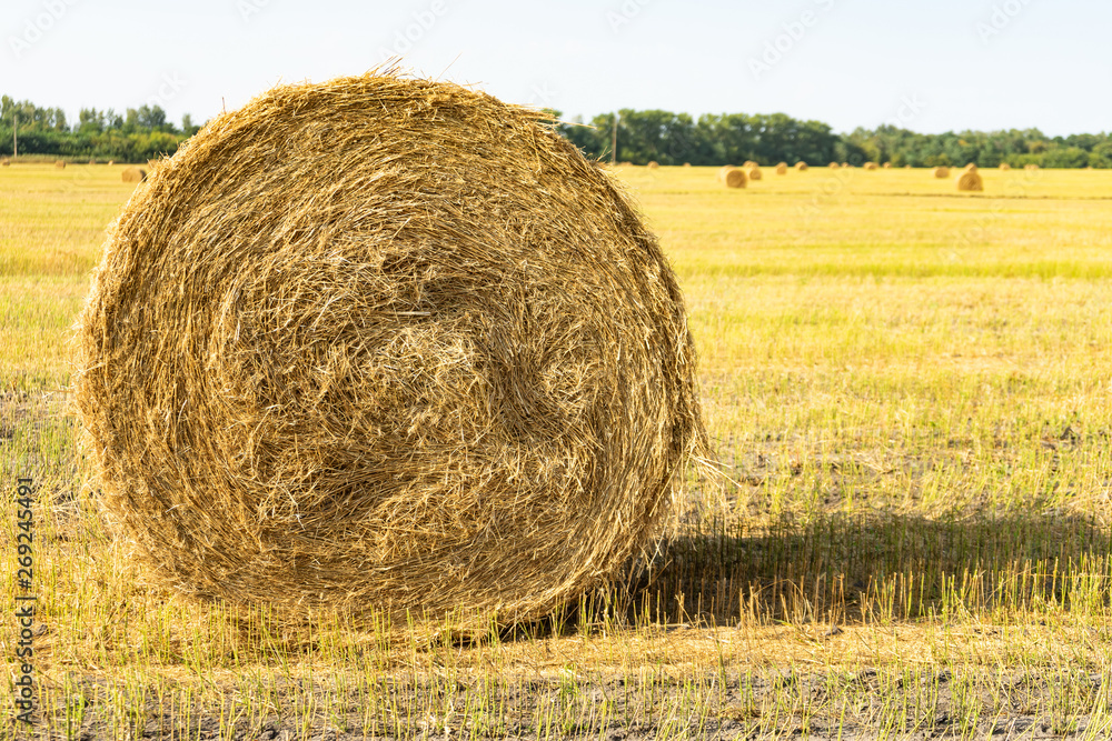 Agricultural field. Round bundles of dry grass in the field against the blue sky. farmer hay roll close up