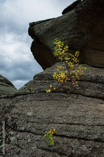 Little tree grows through t...