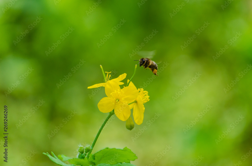 Yellow flowers. A bee over a yellow flower. Yellow flowers. A bee over a yellow flower.