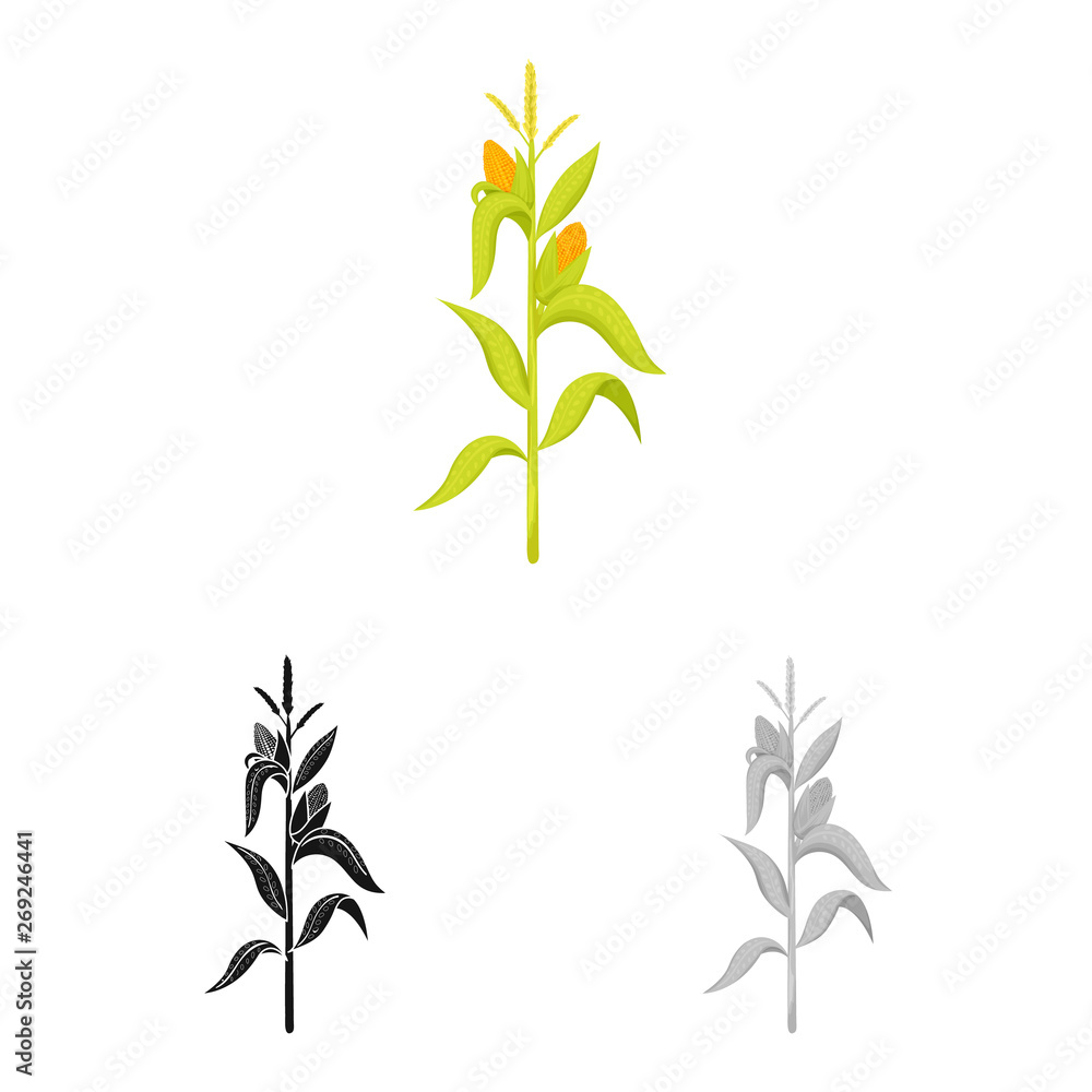 Vector design of corn and stalk logo. Collection of corn and field stock symbol for web. Vector design of corn and stalk logo. Collection of corn and field stock symbol for web.