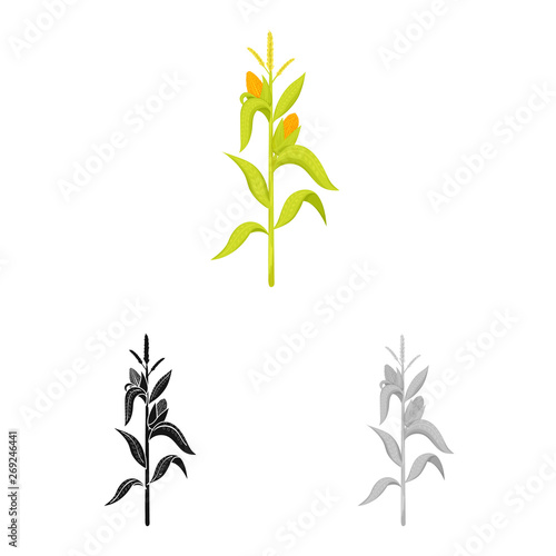 Vector design of corn and stalk logo. Collection of corn and field stock symbol for web.