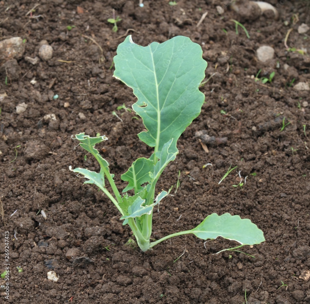 Kohlrabi damaged by snails. Slug damage on young green kohlrabi leaves, organic agriculture Kohlrabi damaged by snails. Slug damage on young green kohlrabi leaves, organic agriculture