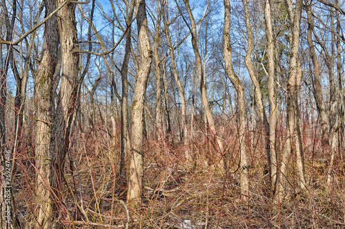 Forest thicket with dense thickets.