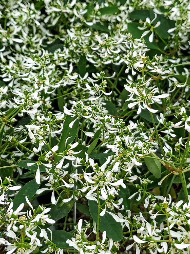 close up of diamond frost euphorbia plant in garden