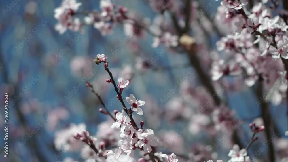 Steady focus of pale pink flowering tree branches with honey bee pollinating buds with blue sky on a bright day. Steady focus of pale pink flowering tree branches with honey bee pollinating buds with blue sky on a bright day.