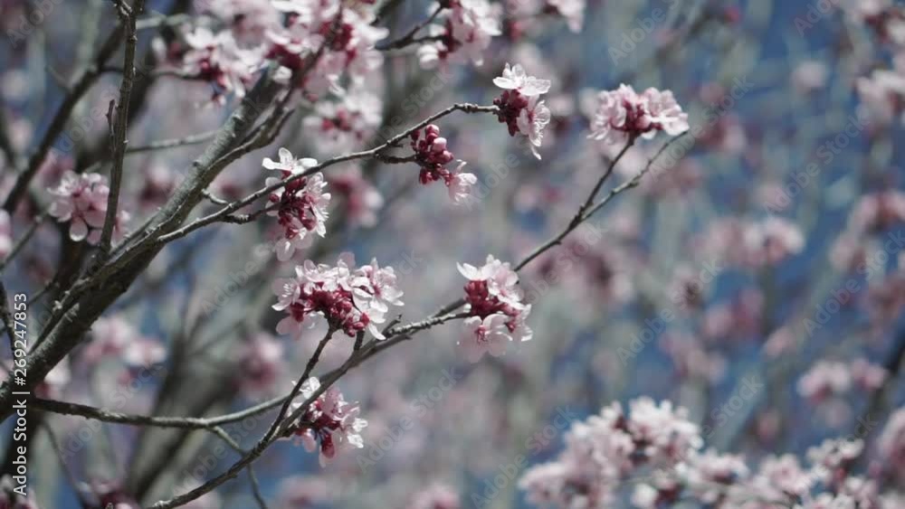 Pale pink flowering tree branches with buds and honey bee flying to open flower with blue sky on a bright day. Pale pink flowering tree branches with buds and honey bee flying to open flower with blue sky on a bright day.