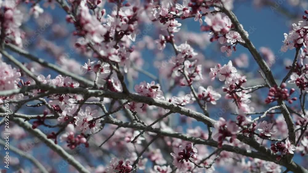 Steady shot of pale pink flowering tree branches with buds blowing in the wind and honey bees flying to open flowers with blue sky on a bright day. Steady shot of pale pink flowering tree branches with buds blowing in the wind and honey bees flying to open flowers with blue sky on a bright day.
