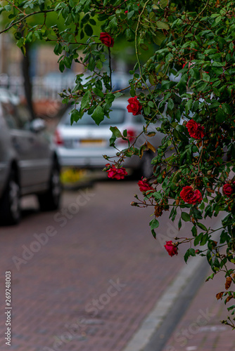 Flowers of roses in the streets of Leiden