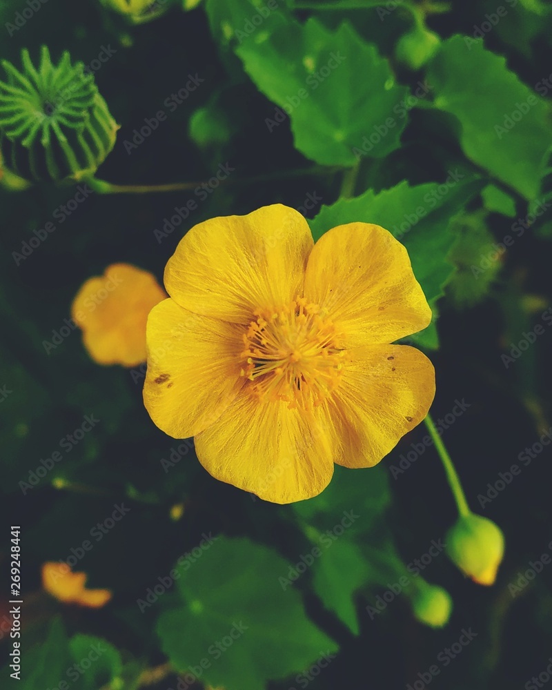 Flower Flower