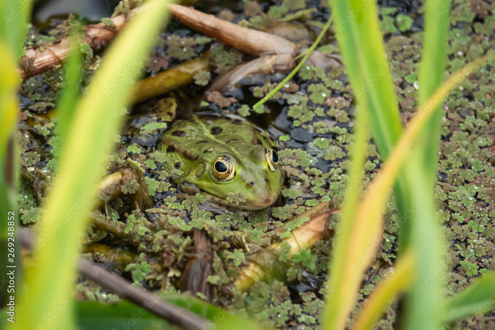 Obraz premium Water Frog in Pond in Springtime