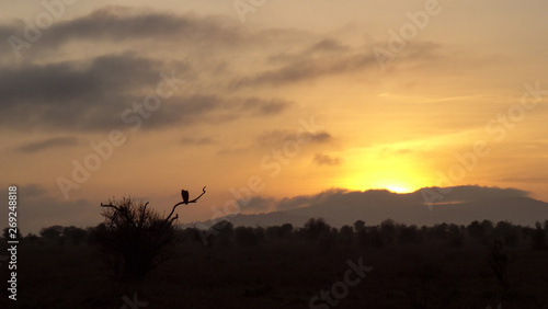 bird in sunrise