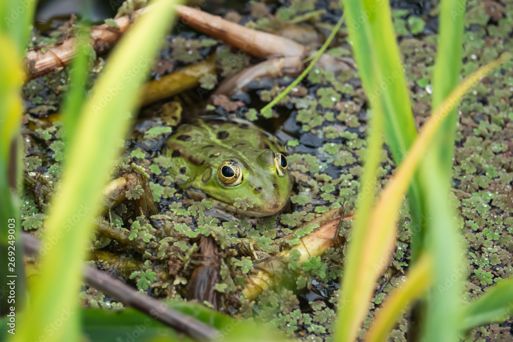 Water Frog in Pond in Springtime Water Frog in Pond in Springtime