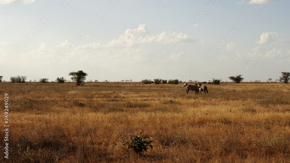 zebras in african landscape