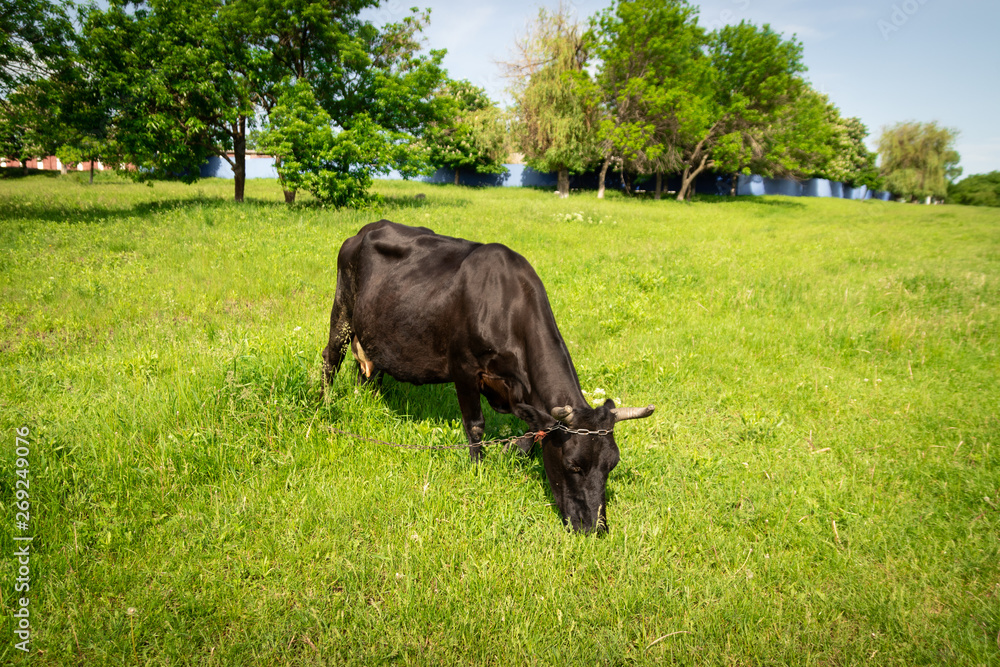 Closeup of beautiful cow on the field or eating green grass on a sunny day Closeup of beautiful cow on the field or eating green grass on a sunny day