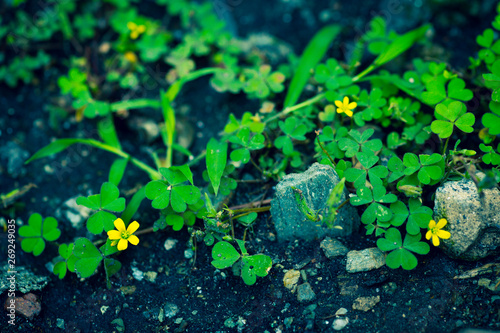 Little yellow flowers in forest