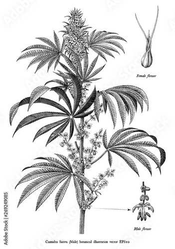 Cannabis sativa male tree botanical vintage engraving illustration black and white clip art isolated on white background