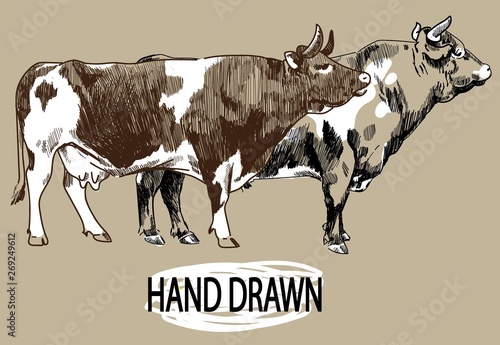 Two cows. Vintage style image, vintage image. Freehand drawing. Meat and milk.