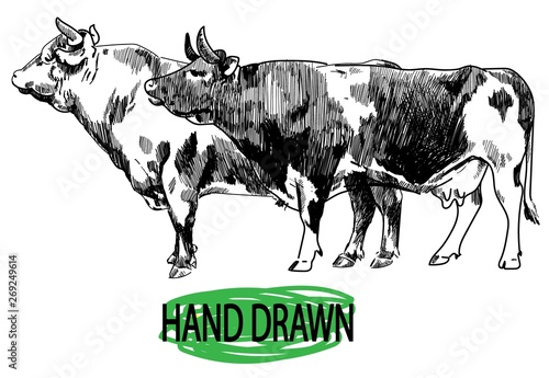 Two cows. Vintage style image, vintage image. Freehand drawing. Meat and milk.