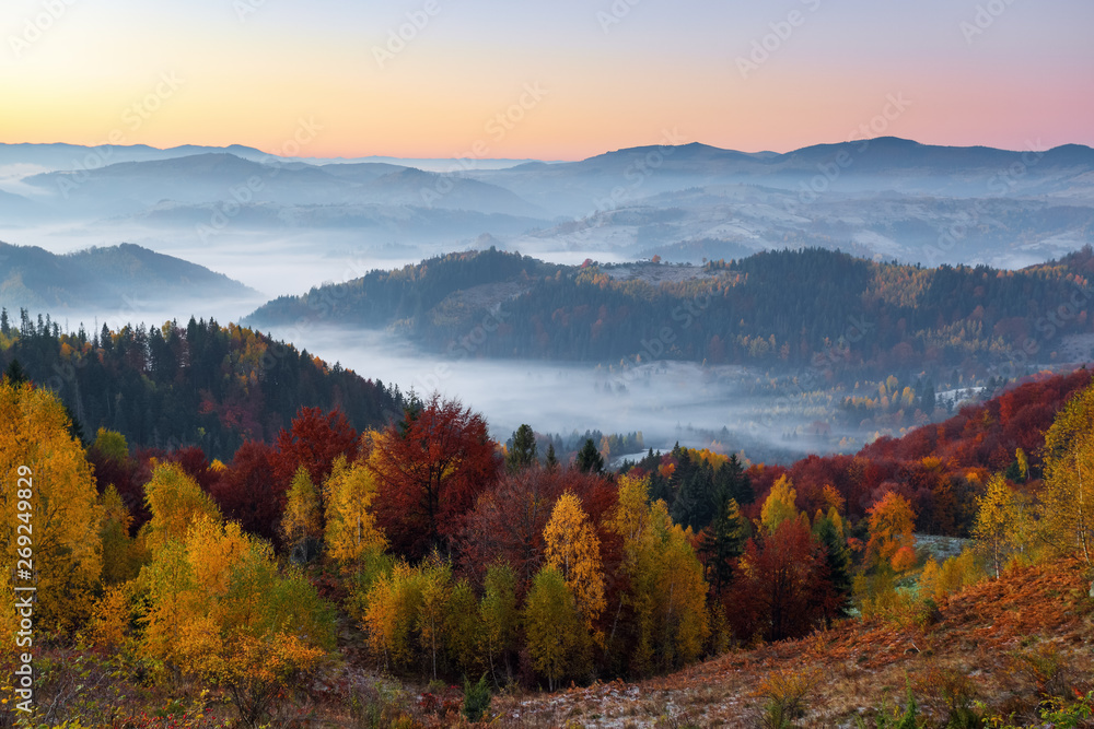 Majestic autumn rural scenery. Landscape with beautiful mountains, fields and forests covered with morning fog. There are trees on the lawn full of orange leaves. Picturesque resort Carpathian, Europa