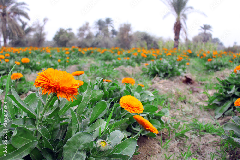 Orange Flower Closeup in Orange Flowers Field Orange Flower Closeup in Orange Flowers Field
