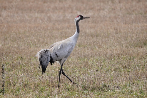 A common crane walking on a field © Jenny