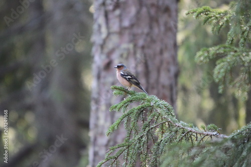 A Common Chaffinch sitting on a branch 