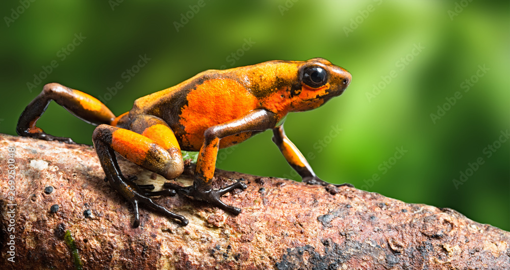 Fototapeta premium poison dart frog Oophaga histrionica crawling in the tropical rain forest of Colombia. A poisonous small jungle animal.