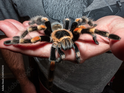 Mexican Red-Knee Tarantula (Brachypema hamorii) photo