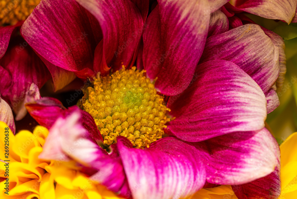 Close-up photo of nice flower bloom with yellow center and red leaves Close-up photo of nice flower bloom with yellow center and red leaves