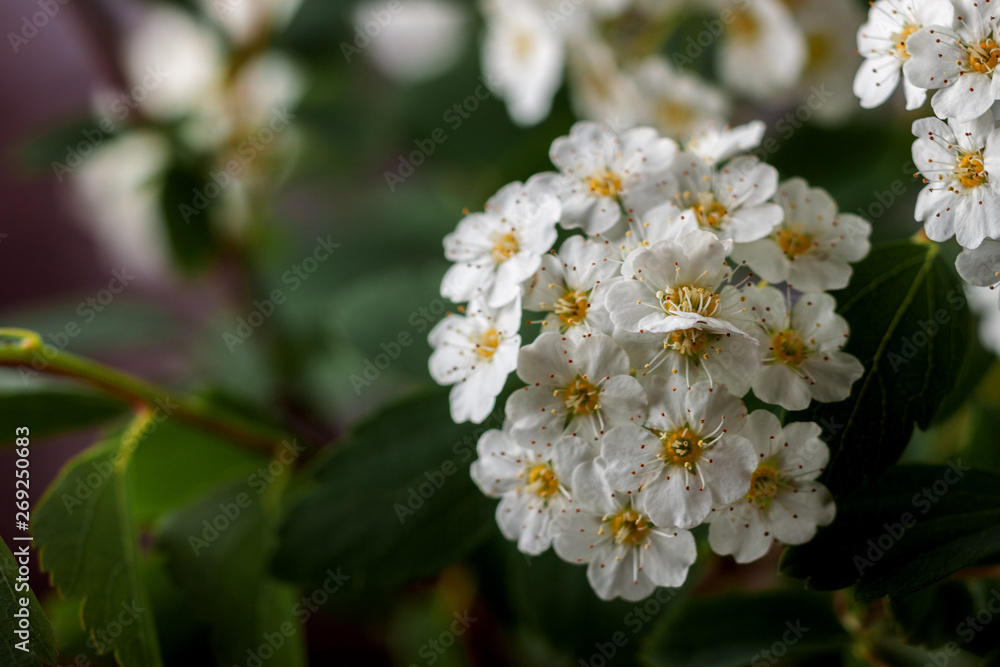 Beautiful white flowering shrub Spirea aguta. Brides wreath Beautiful white flowering shrub Spirea aguta. Brides wreath
