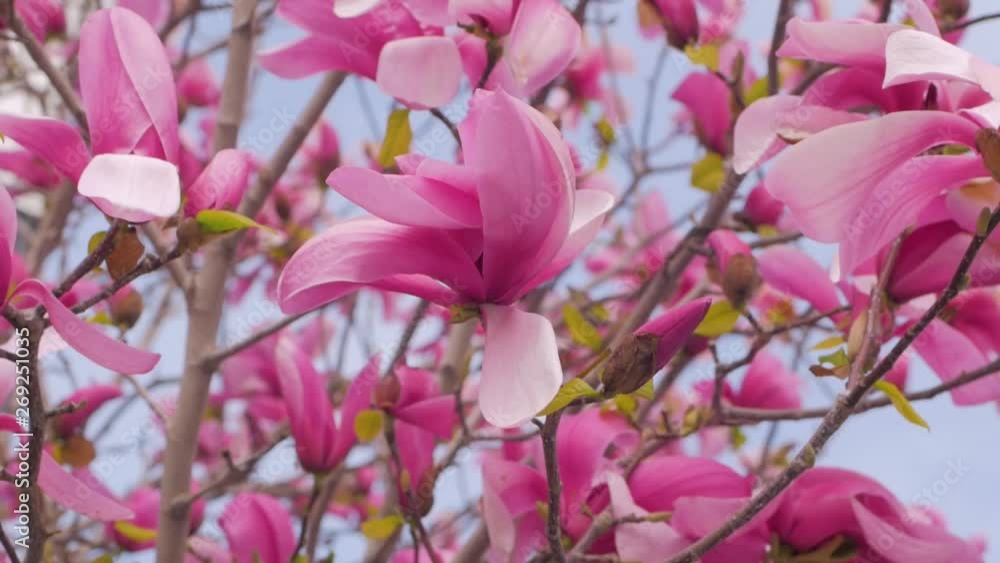 Close up of magnolia tree with pink flowers against sky Close up of magnolia tree with pink flowers against sky