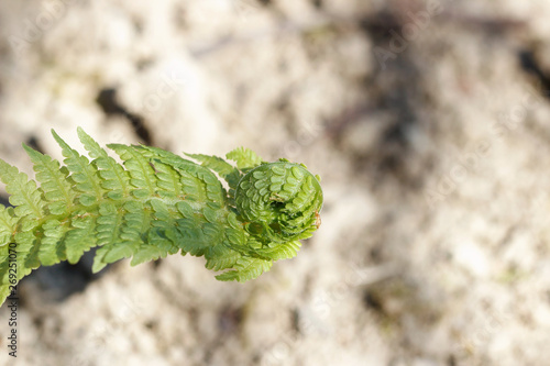A green fern unfolds its leaves with a selective focus. Macro shooting.