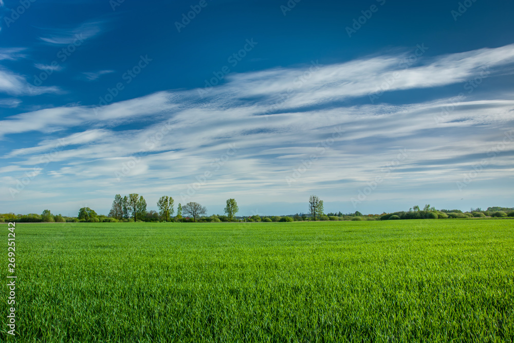 Green field belt, horizon and white clouds on blue sky Green field belt, horizon and white clouds on blue sky