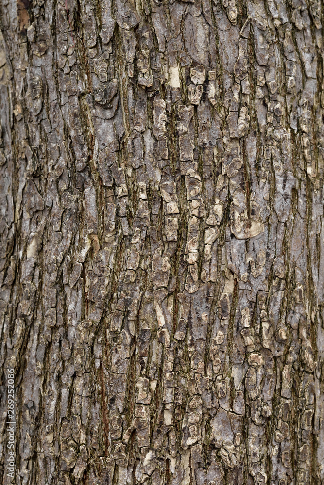 light brown wood bark background light brown wood bark background