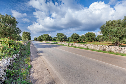 Alluring view on a grass field and a beautiful olive trees in Apulia countryside  Italy.