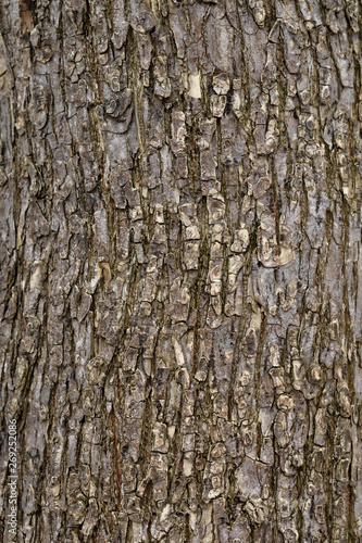 light brown wood bark background