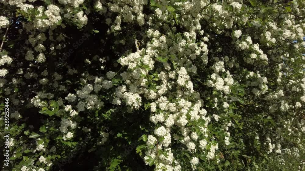 Pan across the flowers of a common Hawthorn Crataegus monogyna in full springtime blossom in Rutland England UK. Pan across the flowers of a common Hawthorn Crataegus monogyna in full springtime blossom in Rutland England UK.
