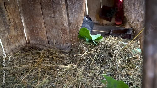 Two black rabbits eats hay in a cage