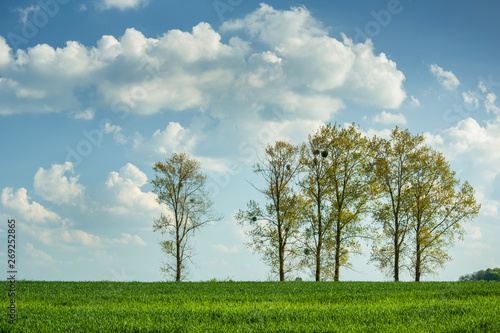 Trees growing on a green field of grain and clouds on a blue sky
