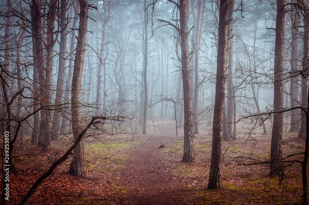 A path leads through a mysterious, misty forest. A path leads through a mysterious, misty forest.